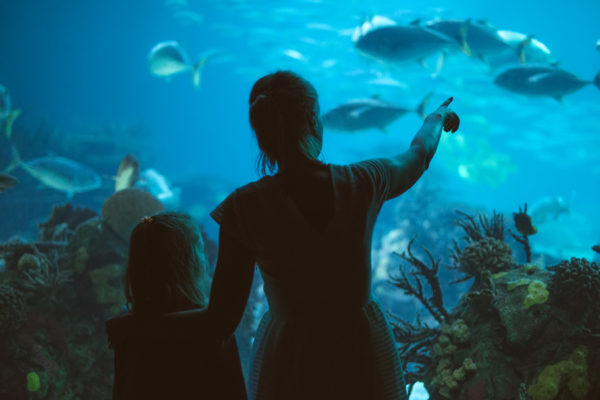 aquarium-sarasota-600x400
