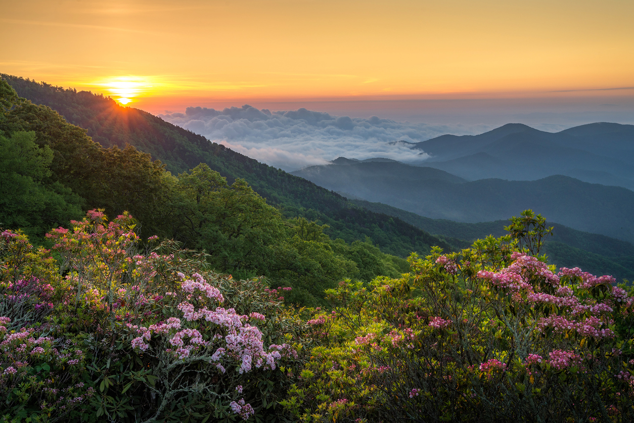 Morning light spills out over the Appalachian mountains along the Blue Ridge Parkway in North Carolina. Blooming Mountain Laurel in the foreground and a bank of fog in the distance.
